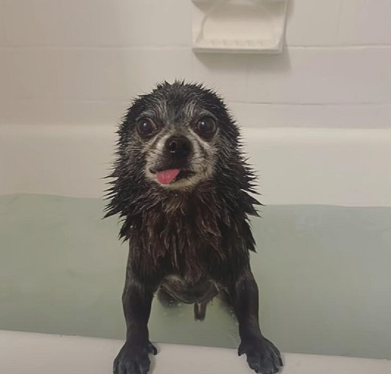 a bathed dog leaning against the tub