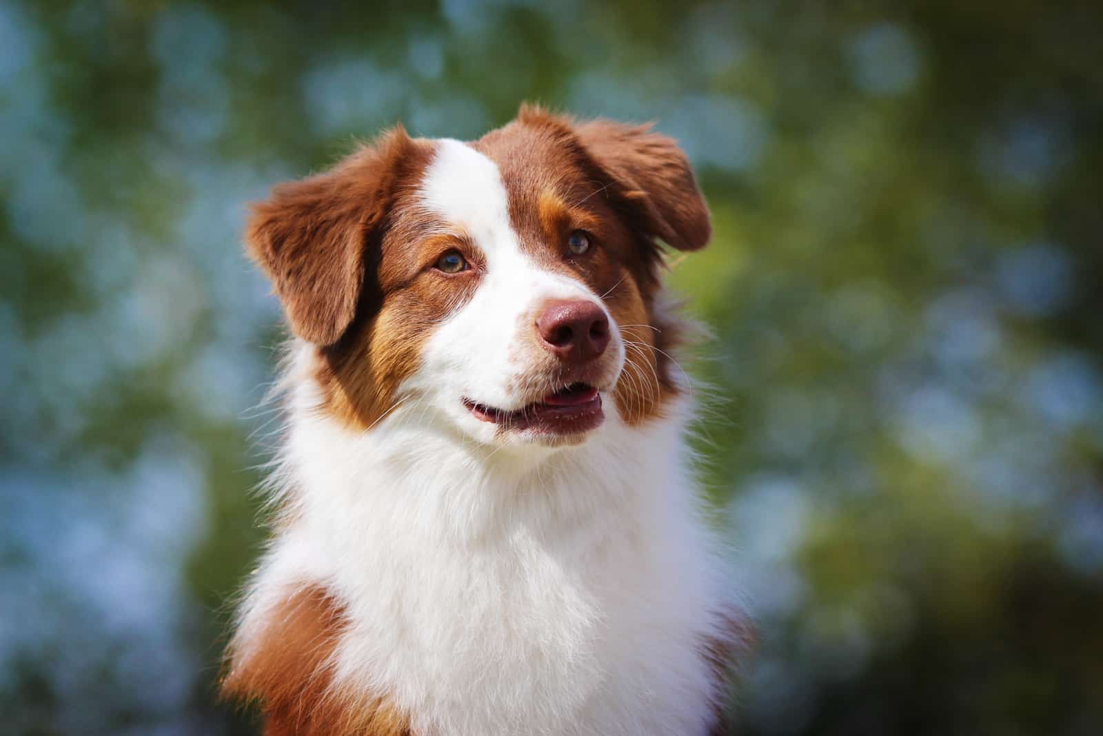 a beautiful Austrian shepherd looks into the distance