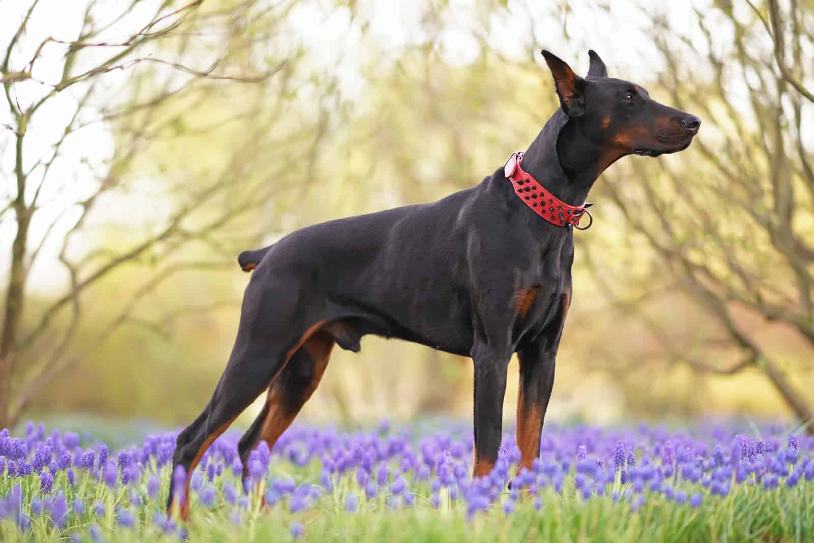 a beautiful black doberman stands in flowers