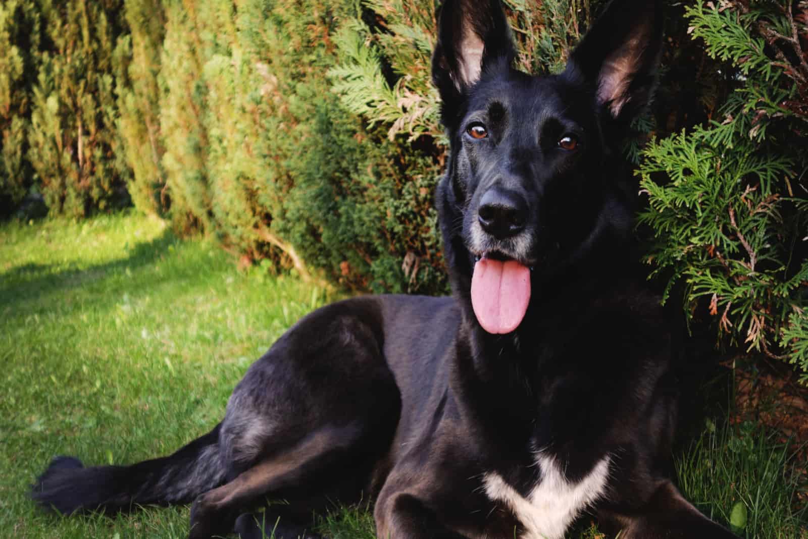 a beautiful black dog is lying down