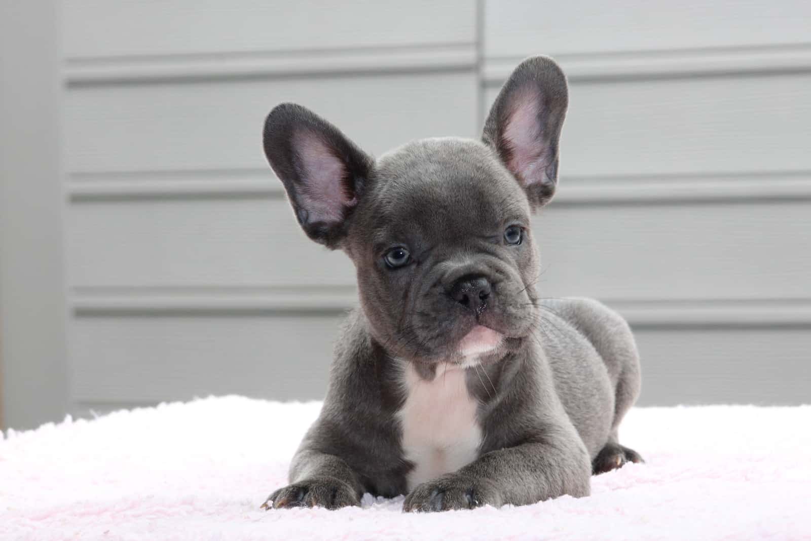 a beautiful blue french bulldog lies