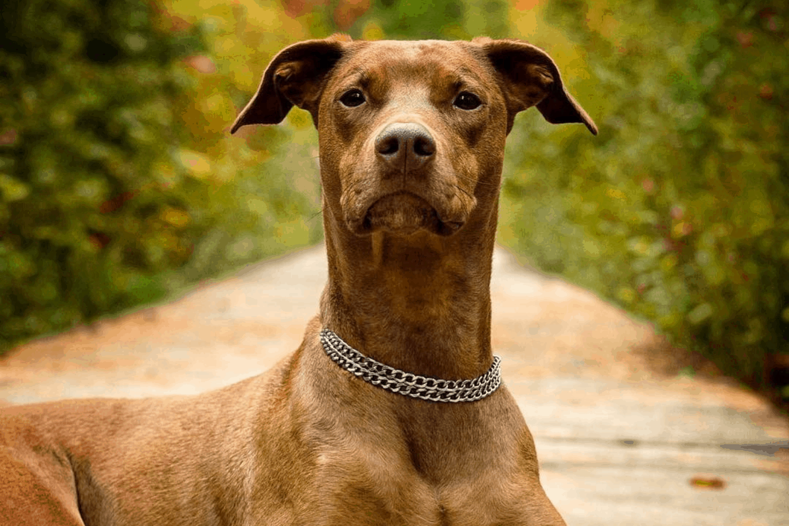 a beautiful brown dog in nature