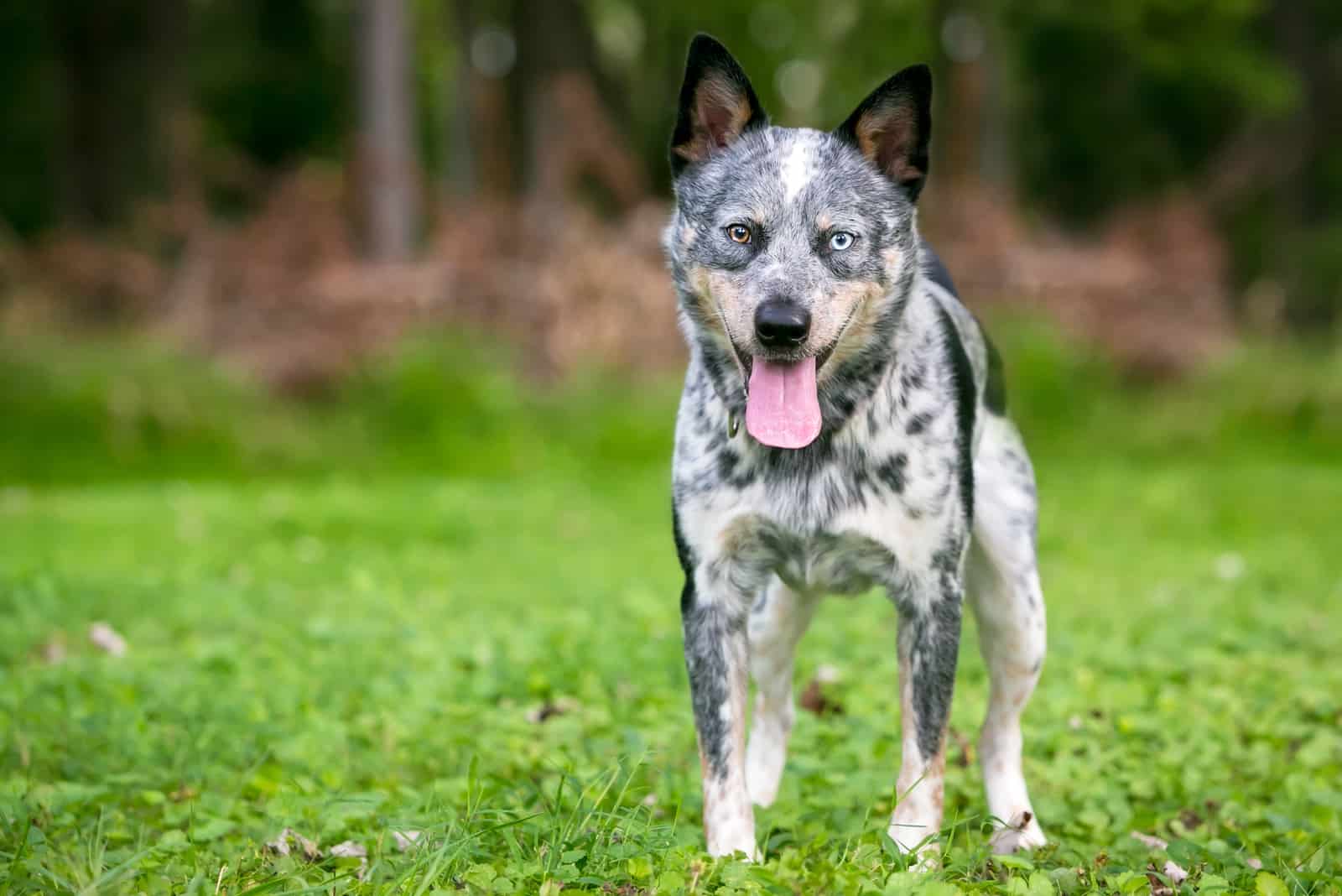 a beautiful colorful dog stands on the grass