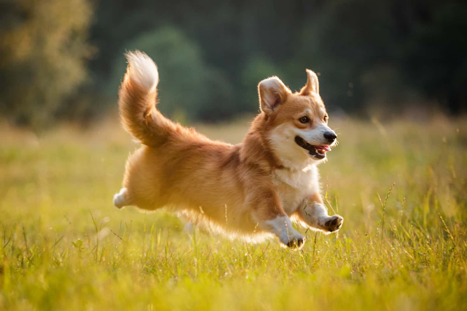 a beautiful corgi running across the field