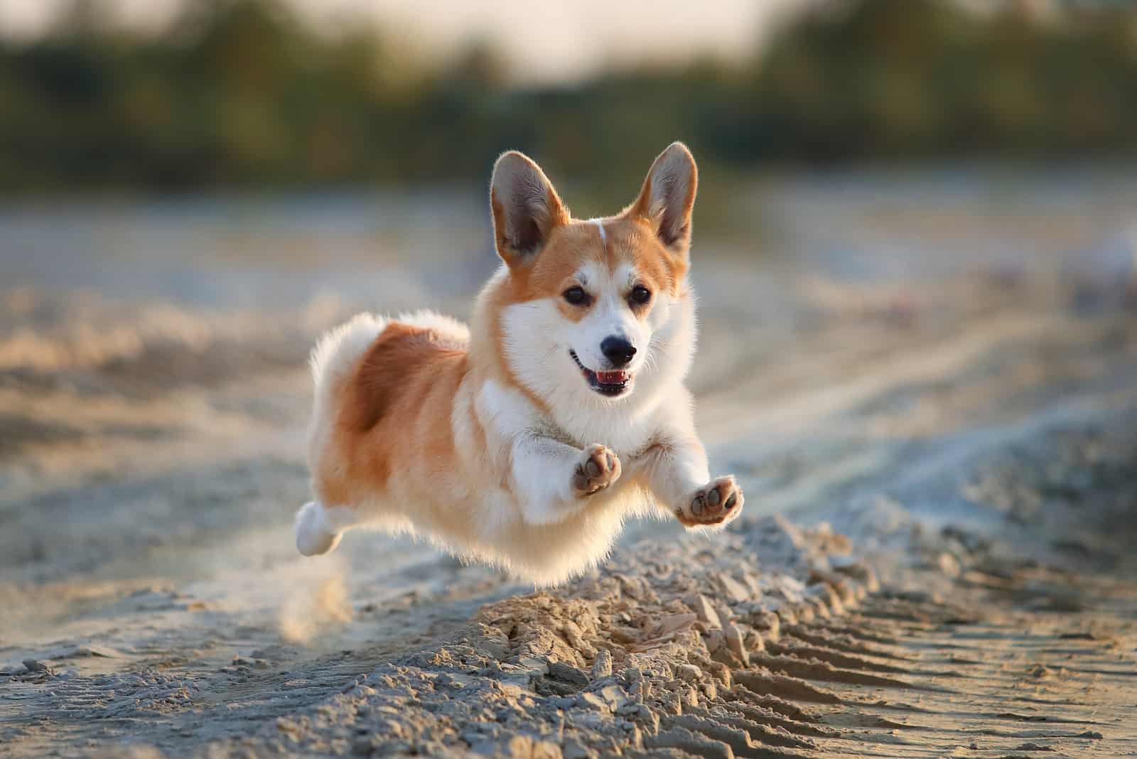 a beautiful corgi runs across the avalanche