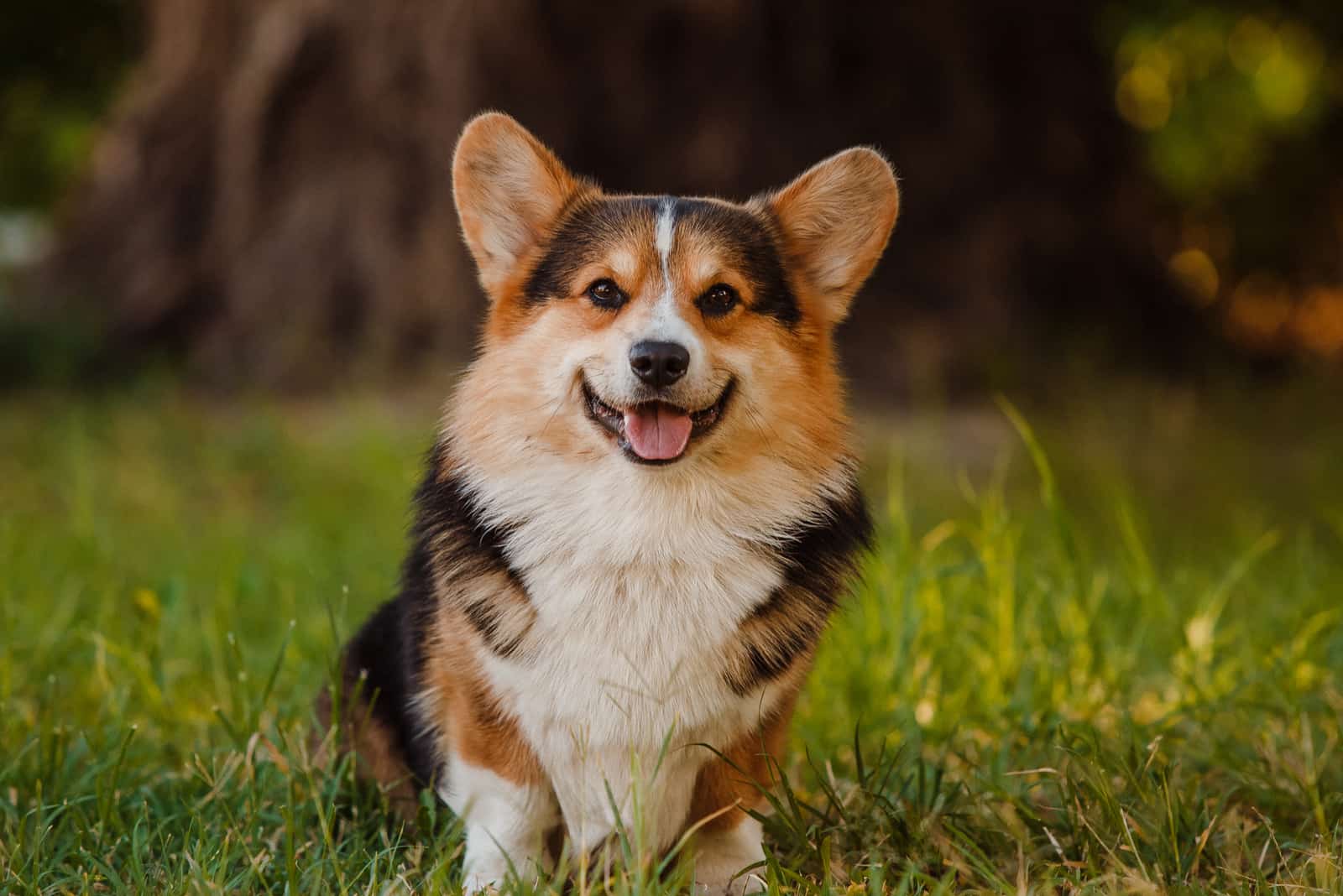 a beautiful corgi sitting on the grass