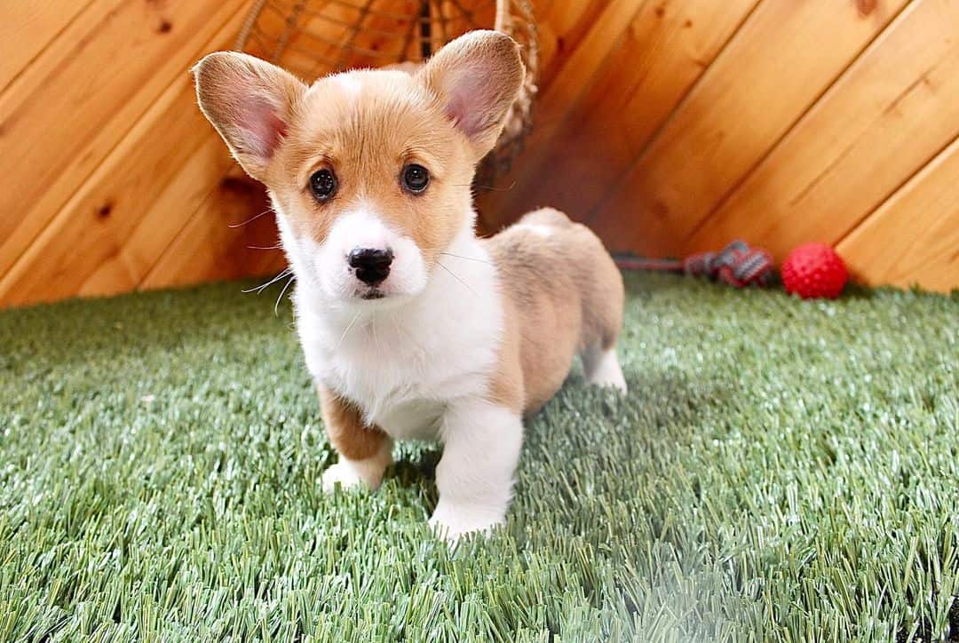 a beautiful corgi stands on artificial grass