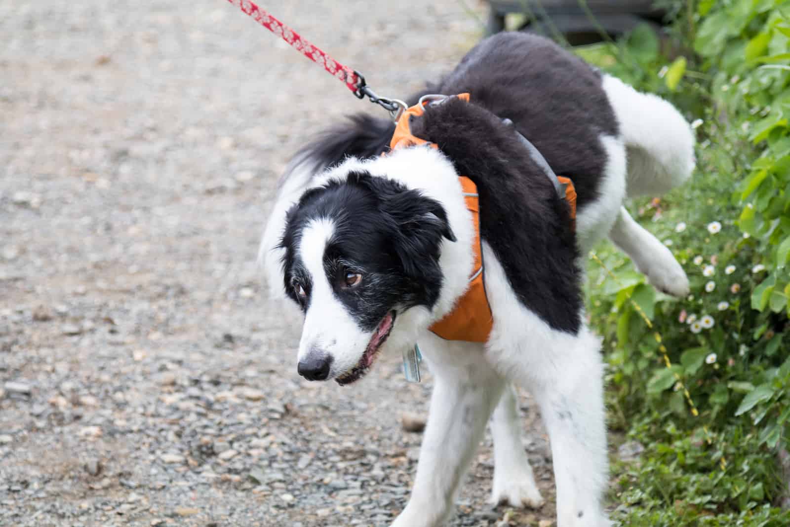 a beautiful dog defecates outside