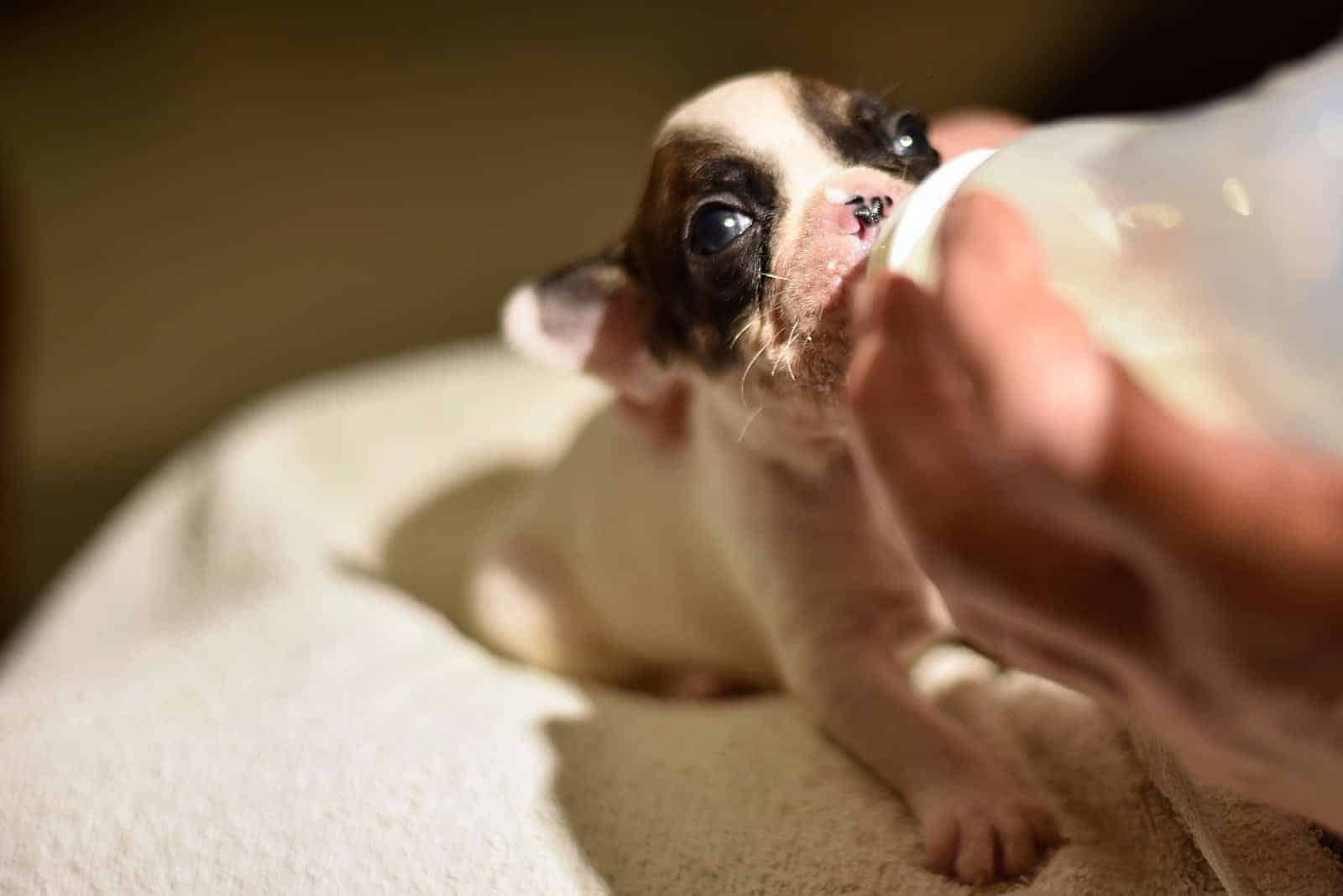 a beautiful dog drinks milk from a baby bottle