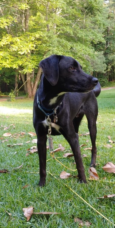 a beautiful dog in the park on a leash looks around