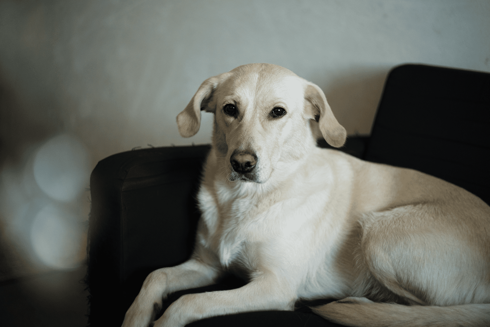 a beautiful dog is lying on the couch