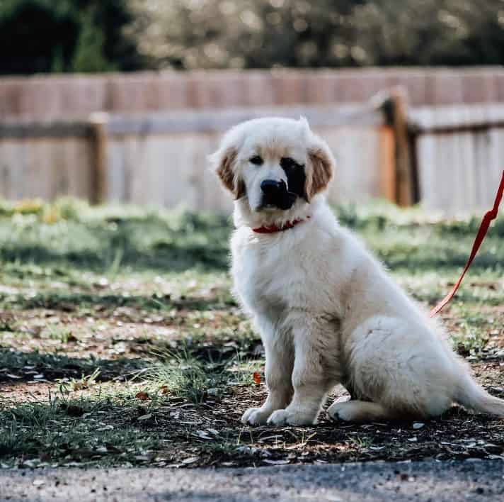 a beautiful dog is sitting on a leash