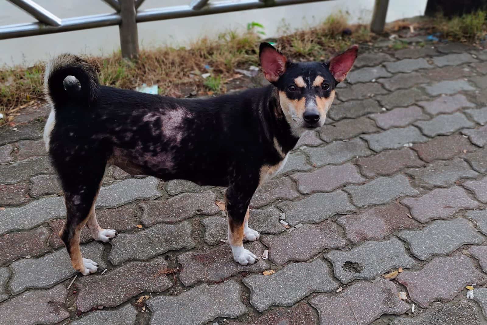 a beautiful dog that started to lose its fur