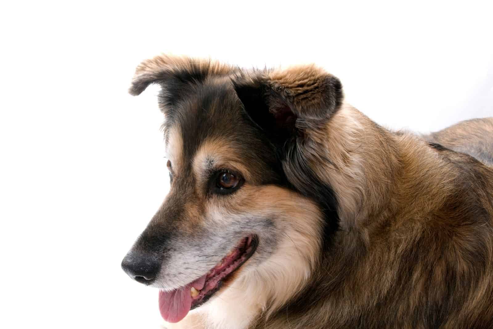 a beautiful dog of german shepherd mix in panting in white background