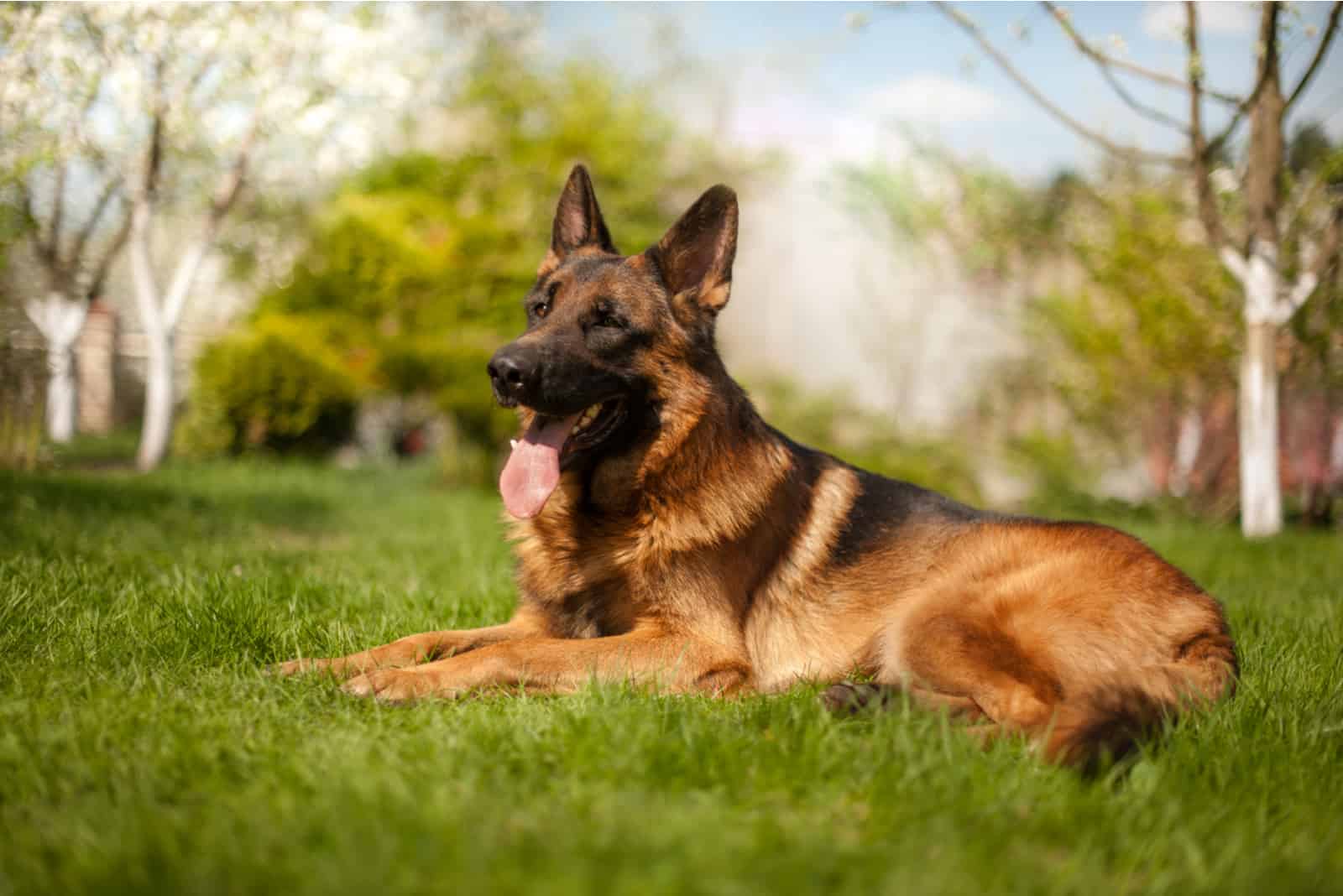 a beautiful German Shepherd lies on the grass