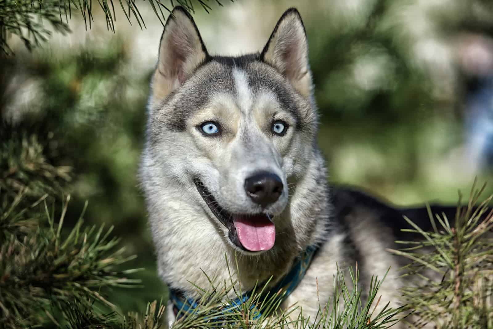 a beautiful husky dog in the wild