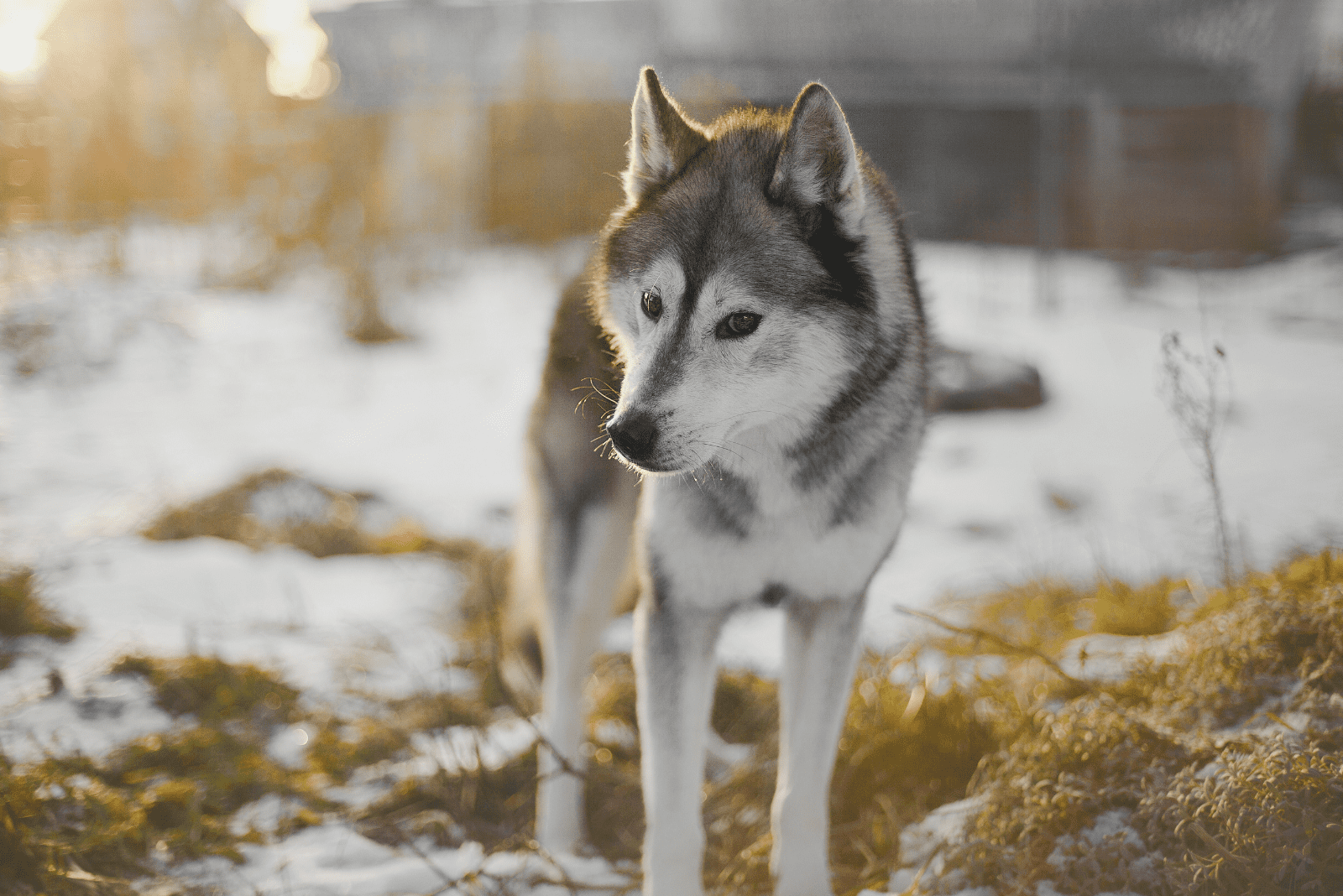 a beautiful husky is standing on the snow