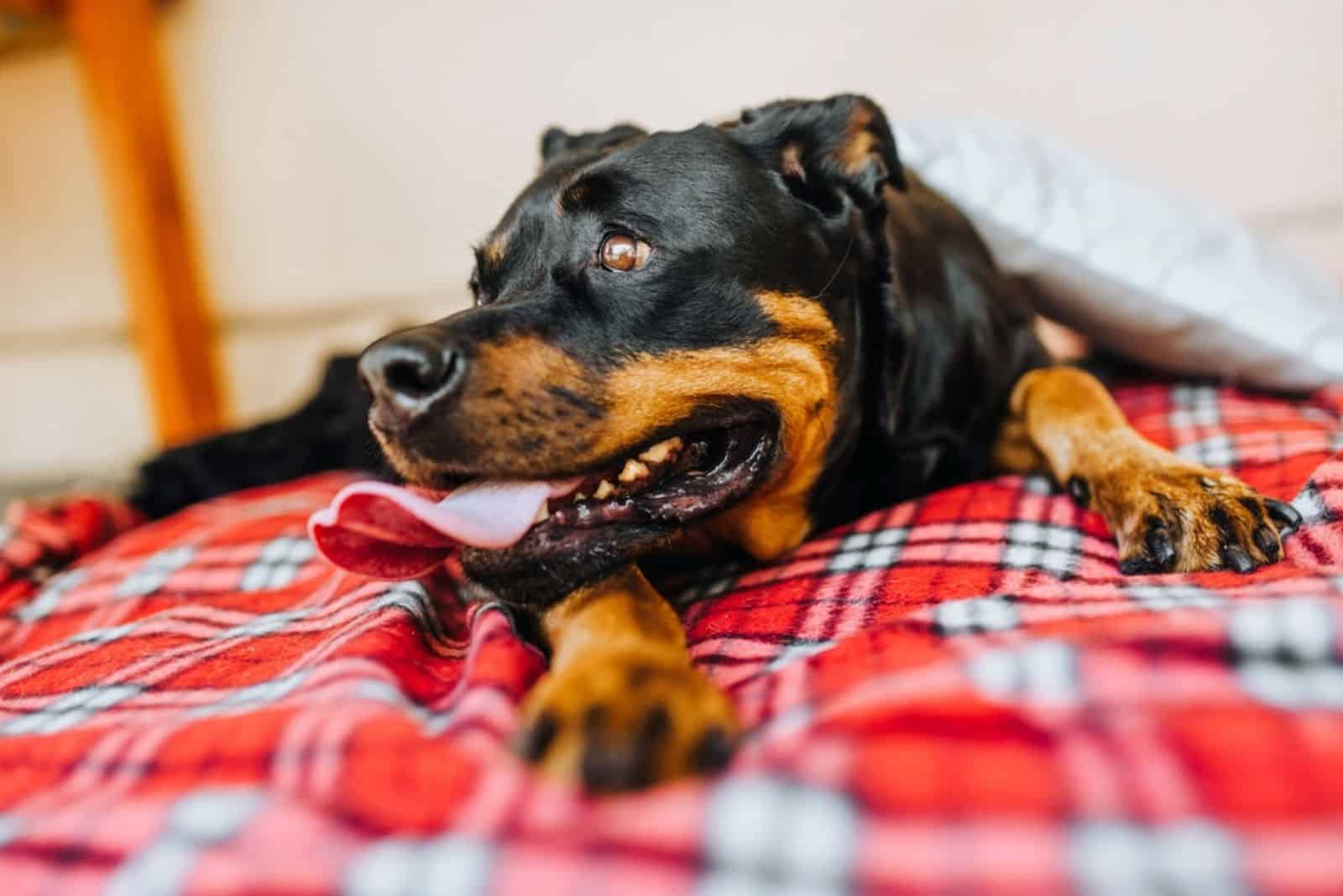 A beautiful large black dog of the Rottweiler breed lies