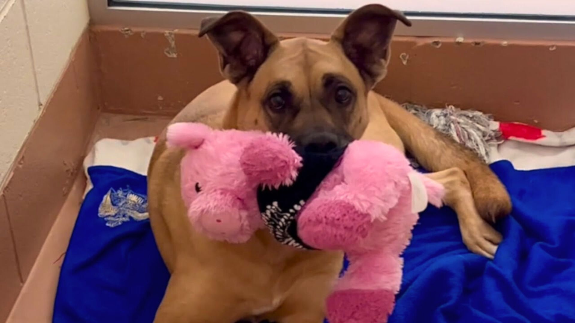 Sweetest Dog Spent 3 Years In The Shelter But Nobody Wanted To Adopt Her