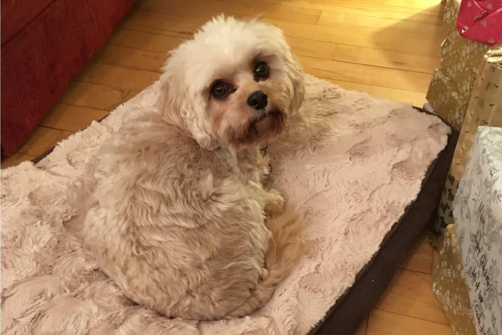 a beautiful mini dog lies on his crib in the house