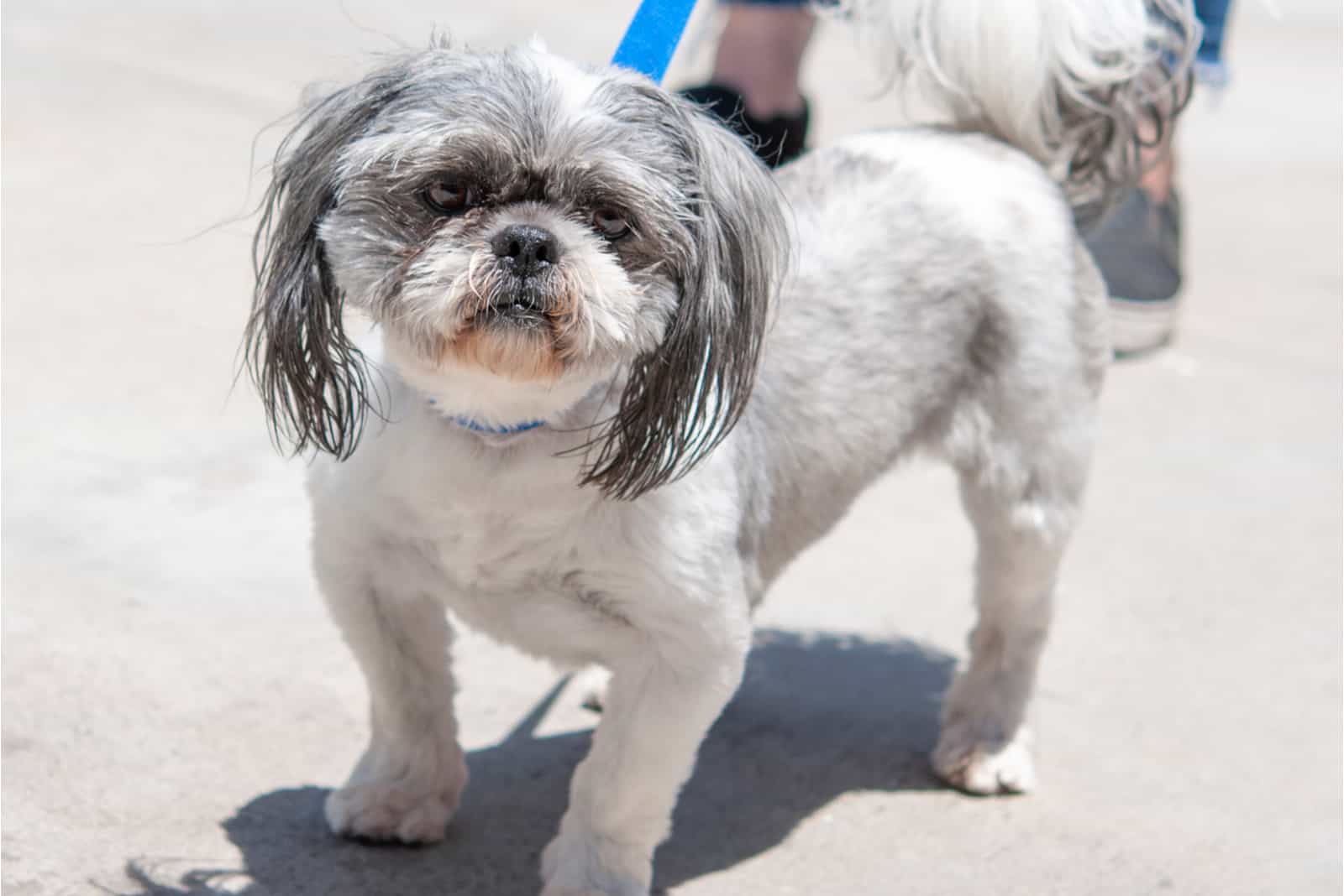 a beautiful Shih Tzu with long ears