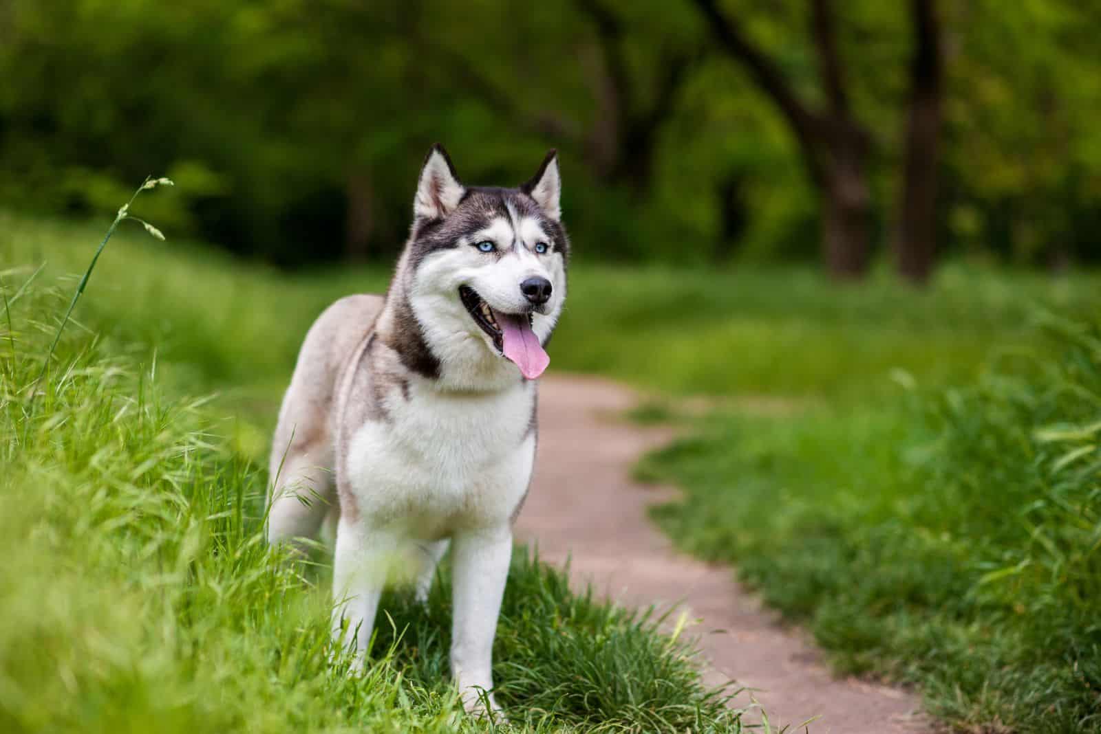 a beautiful Siberian Husky is standing on a meadow