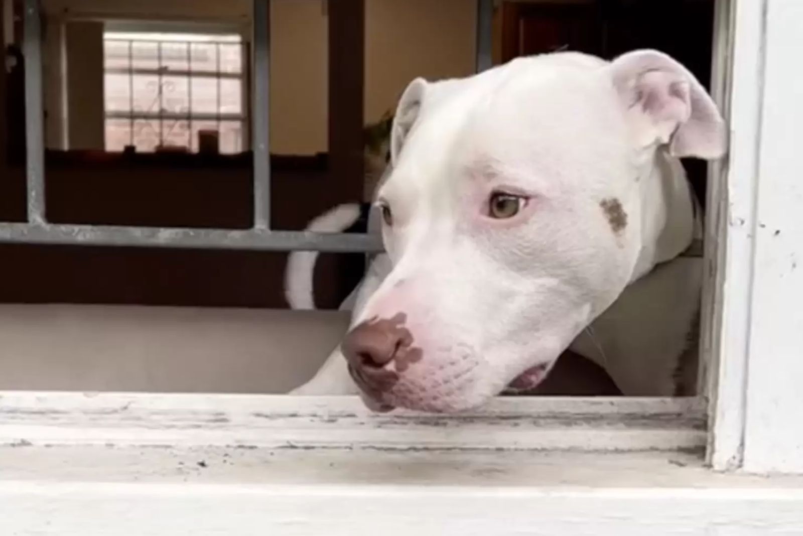 a beautiful white dog peeks through the fence