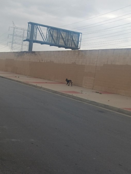 A Belgian Malinois dog walks down the street