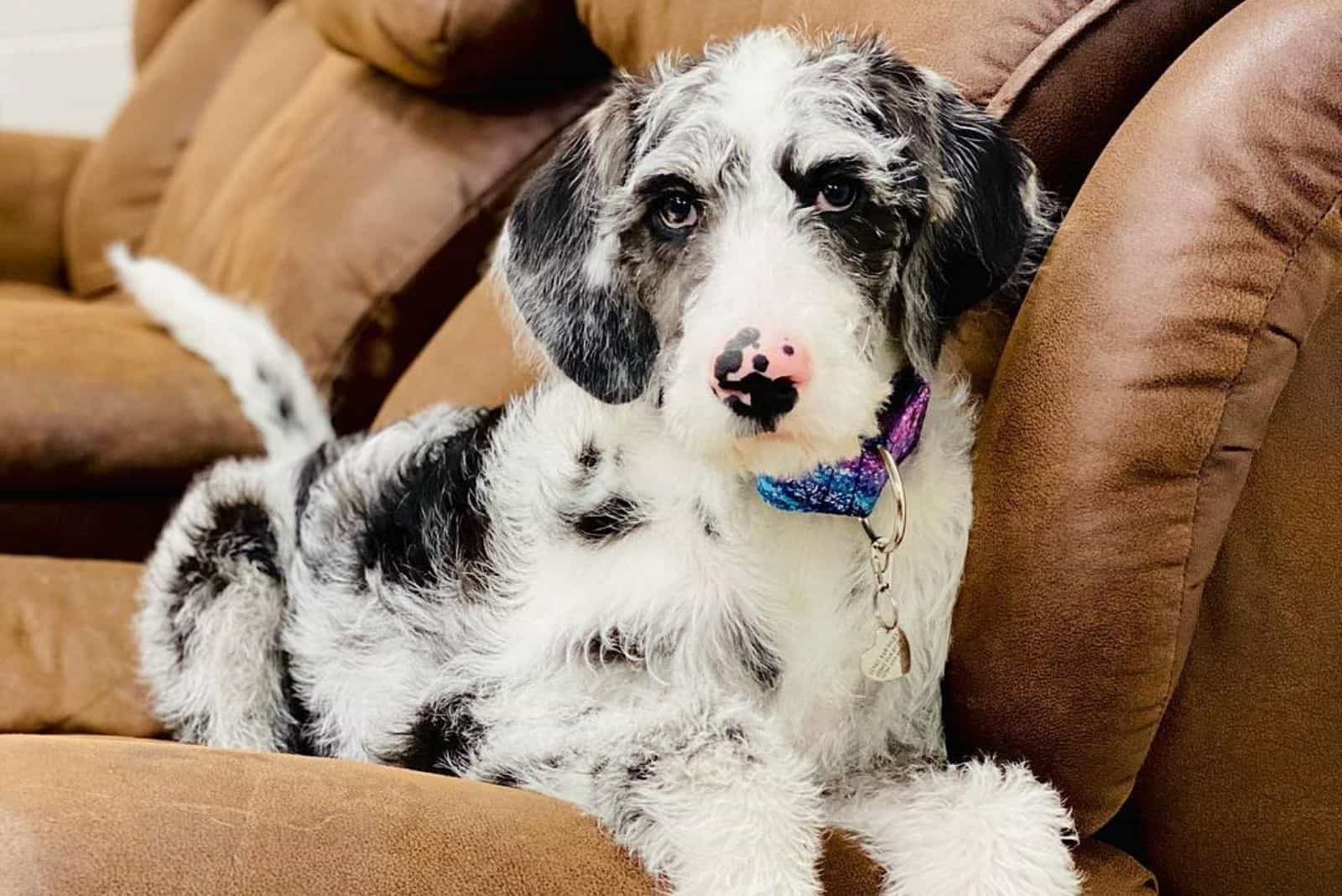 a black and white dog is lying on the couch