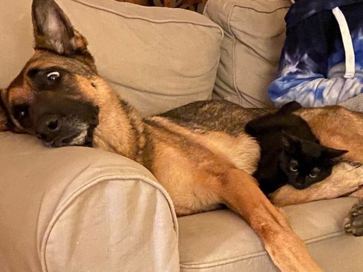 a black cat sleeps on a german shepherd