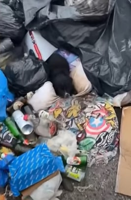 a black dog abandoned in a dump