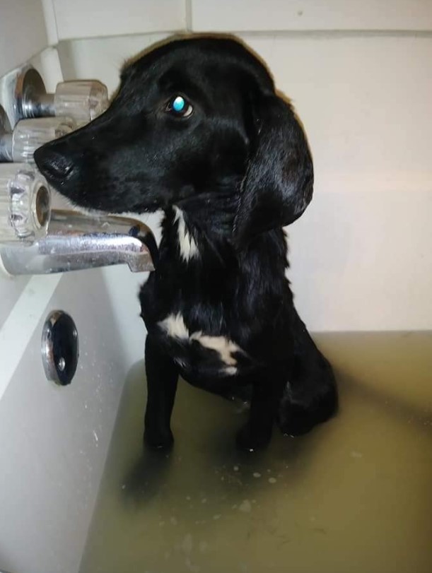 a black dog bathes in a bathtub