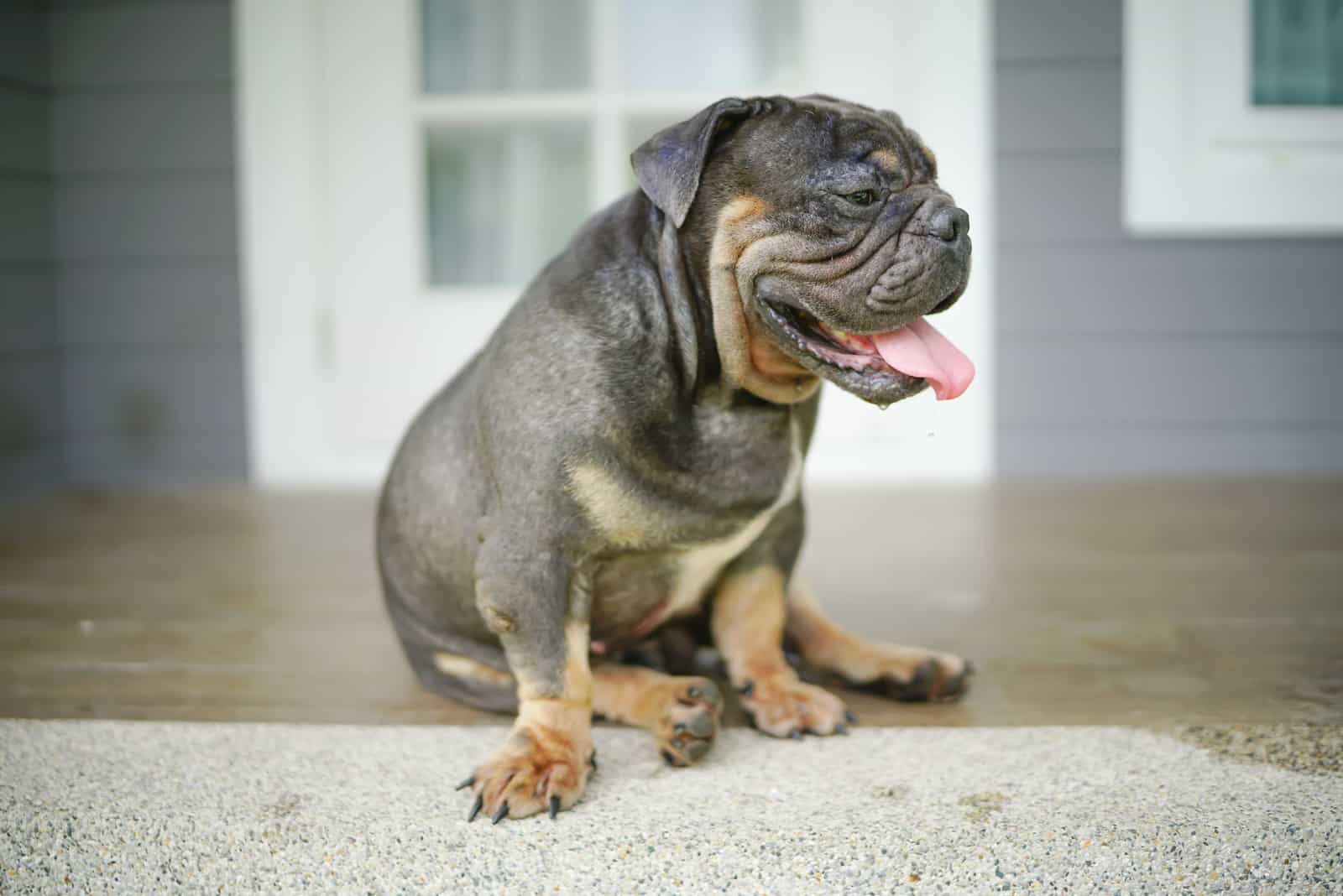 a black english bulldog sits on the floor