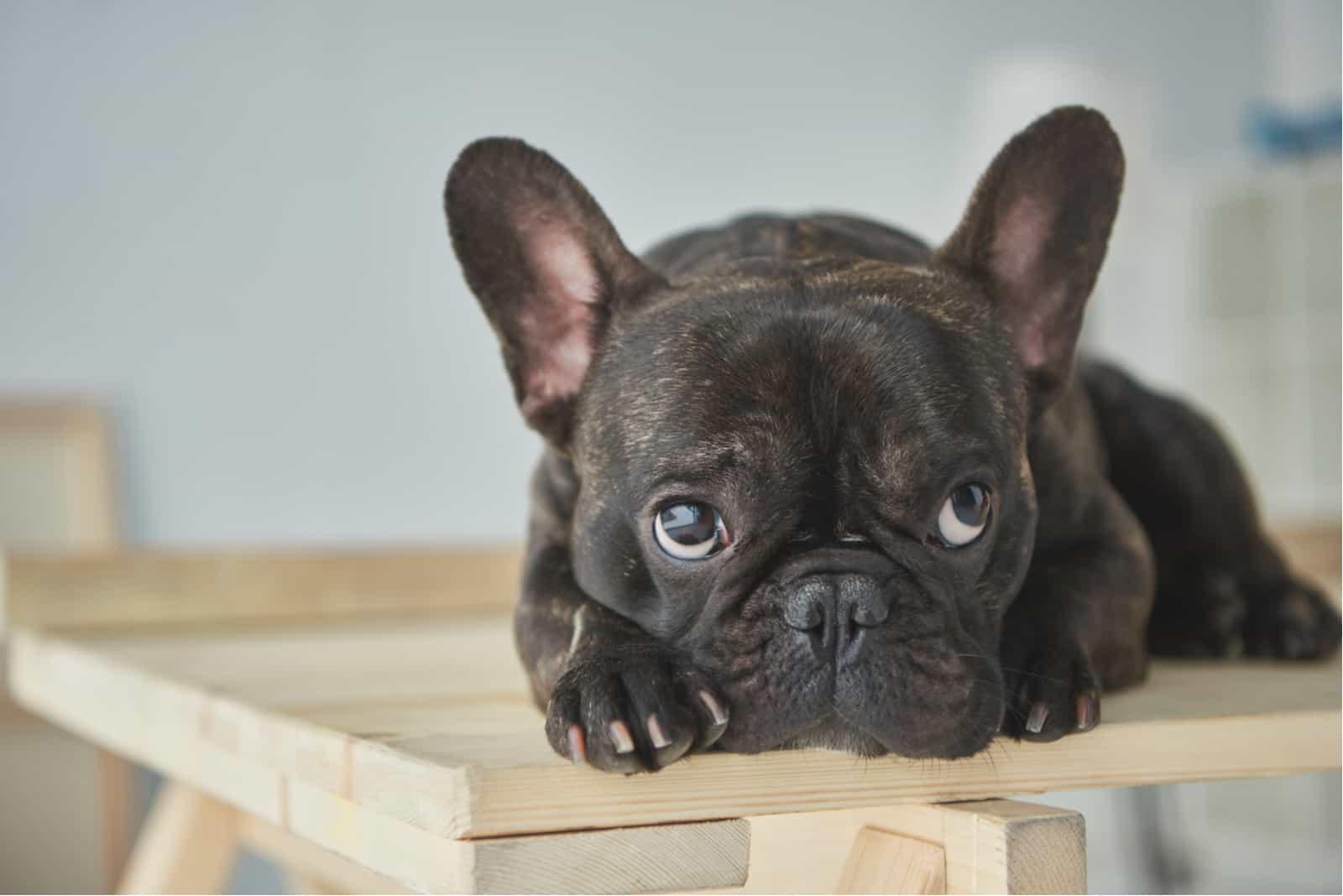 a black french bulldog lying on a table