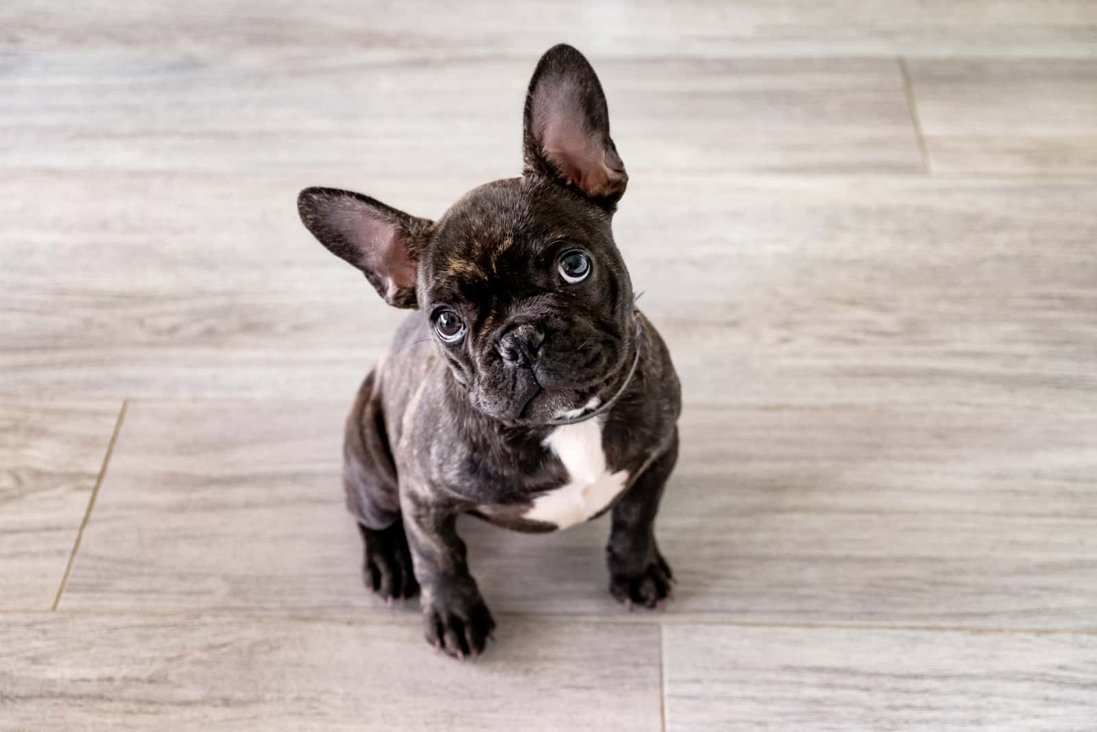 a black french bulldog sits on the tiles