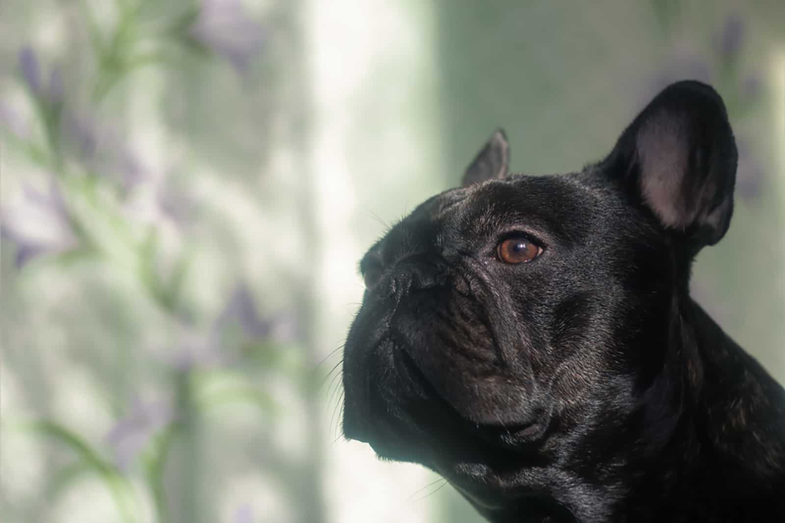 a black french bulldog outdoors