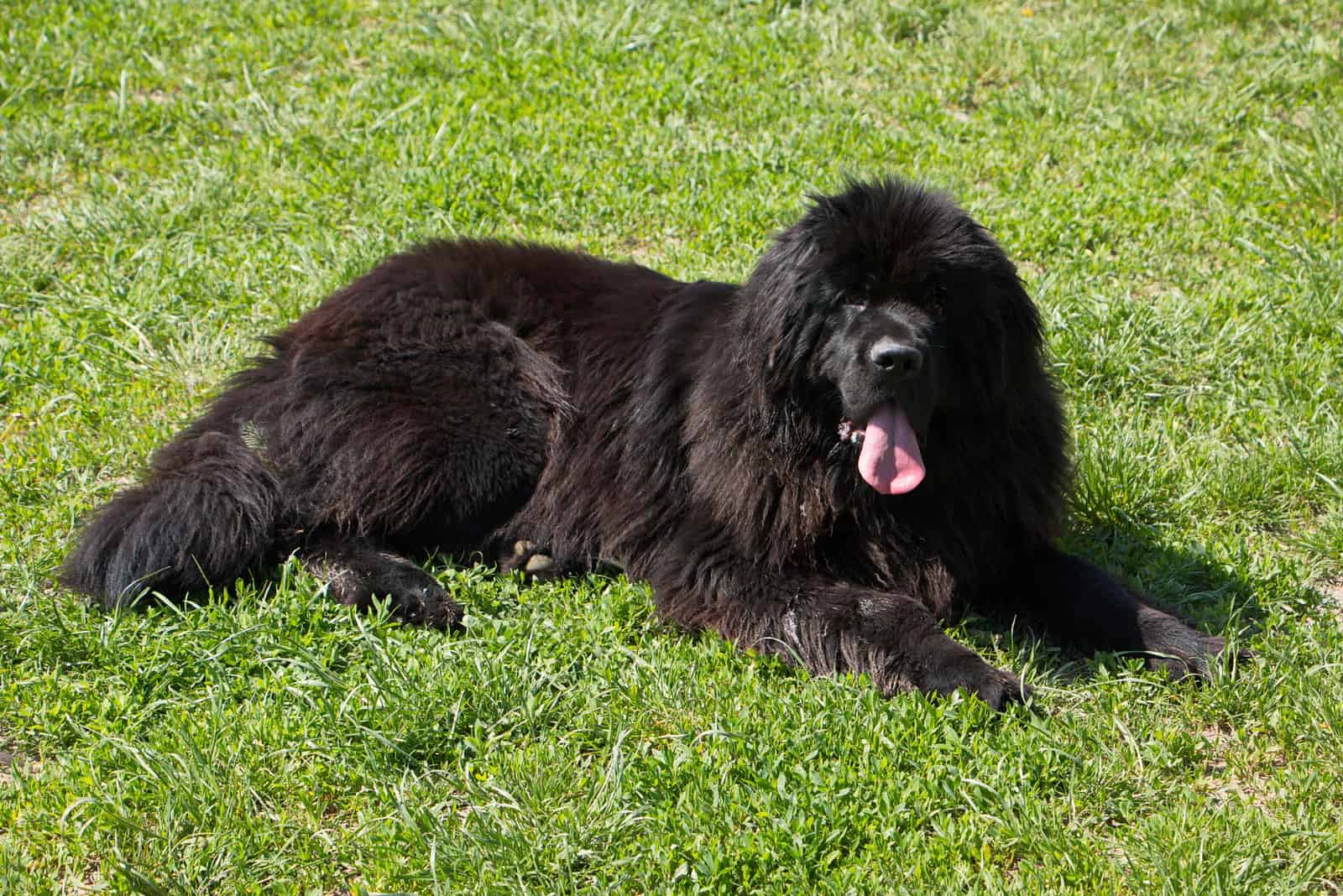 a black Newfoundland lies in the green grass