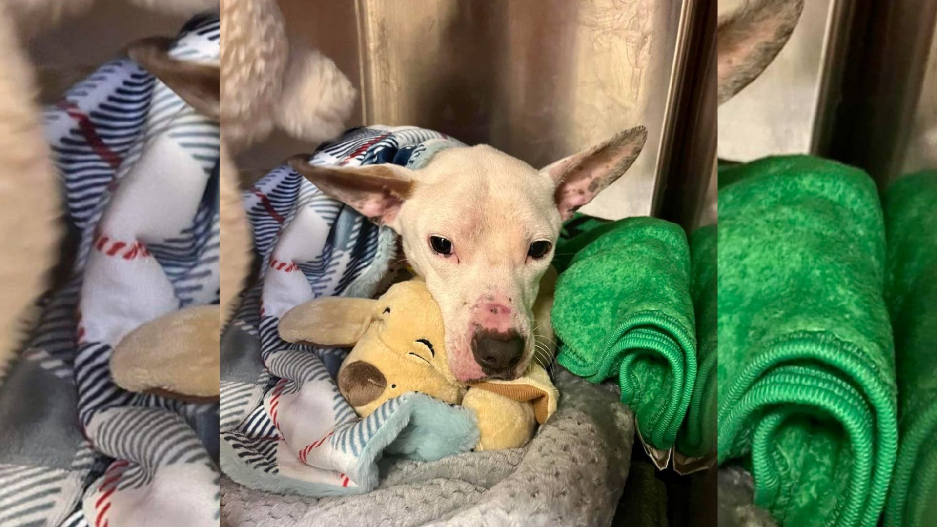 Blind Pup Was Locked In A Cage For Years Before Finally Being Rescued By A Kind Virginian Family