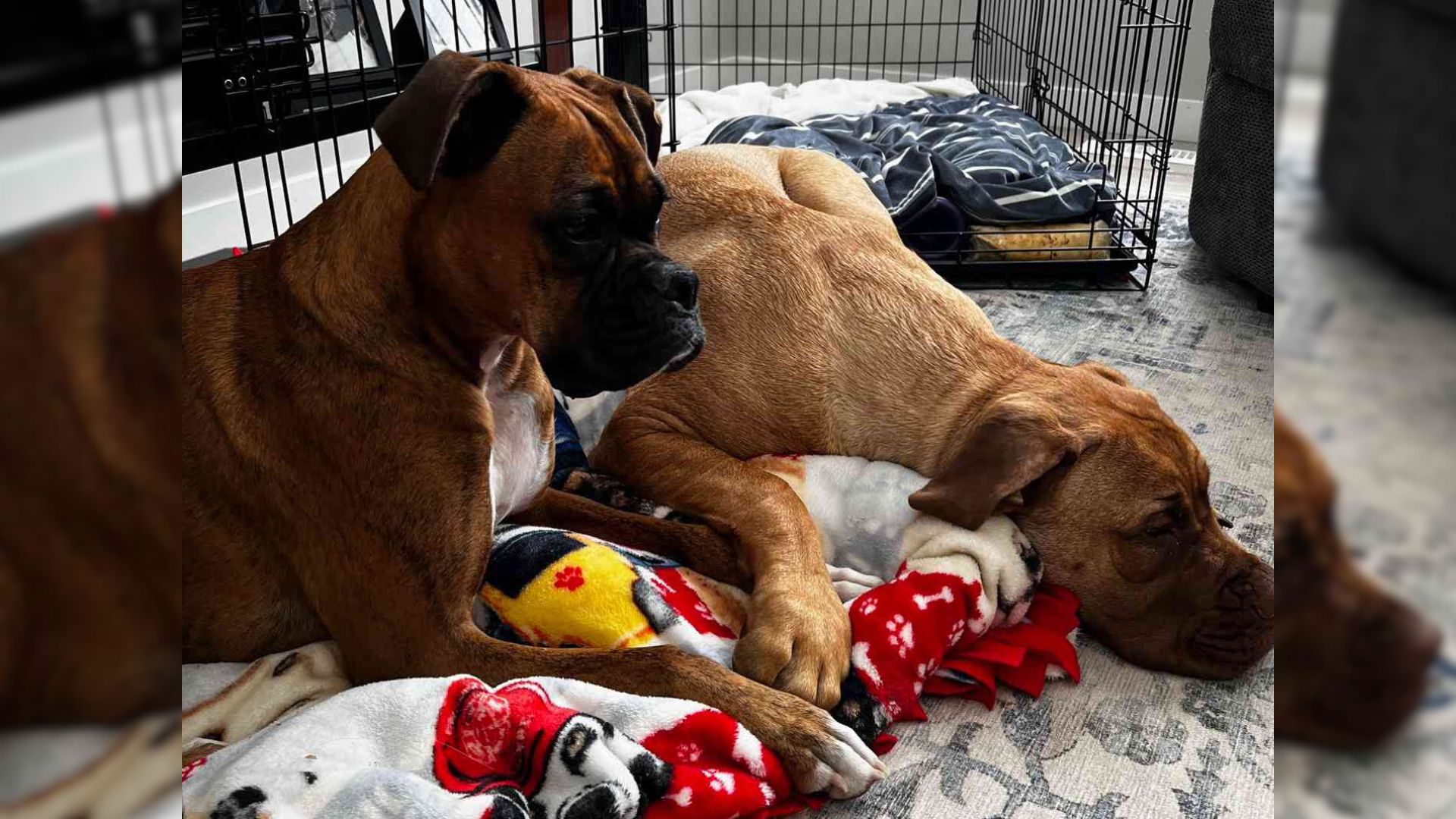 A Blind Puppy Finds A Lifelong Friend In Her Playful Canine Companion