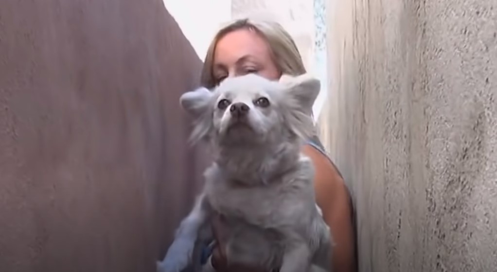 a blonde haired woman holds a cute white puppy in her arms