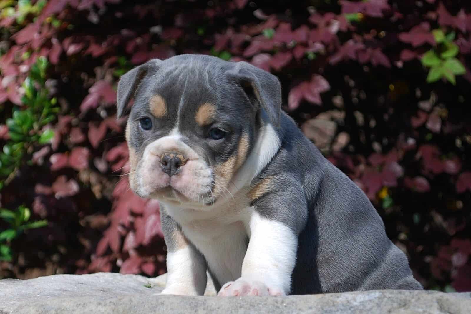 a blue English Bulldog puppy