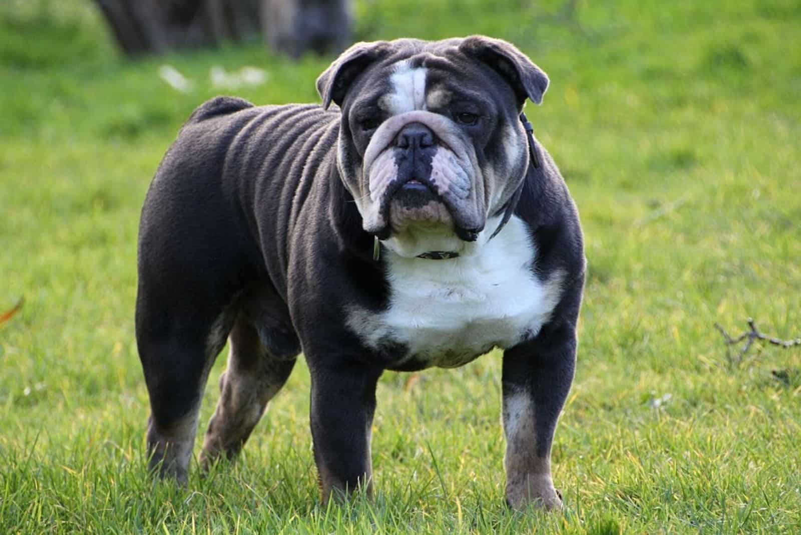 a blue english bulldog standing on the grass