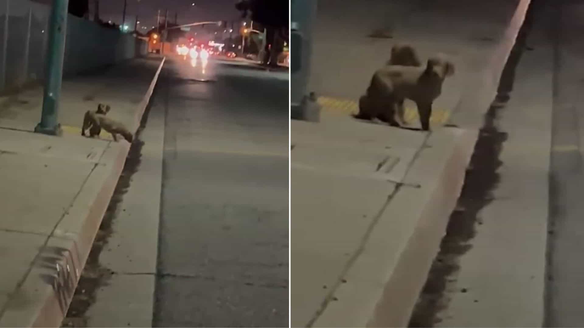 Bonded Pair Of Puppies Saved At The Last Minute From A Busy Road