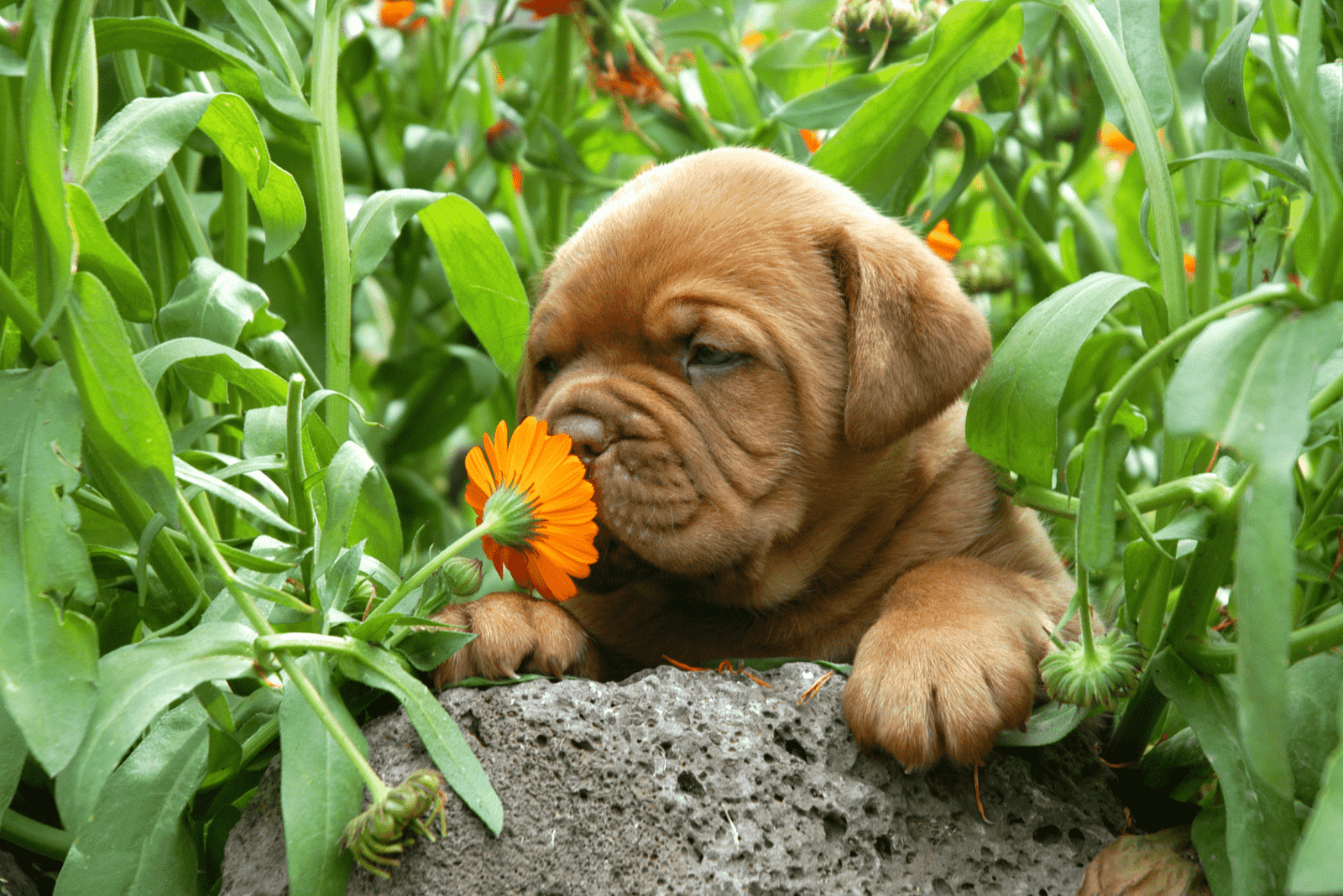 A Bordeaux puppy stands leaning against a stone