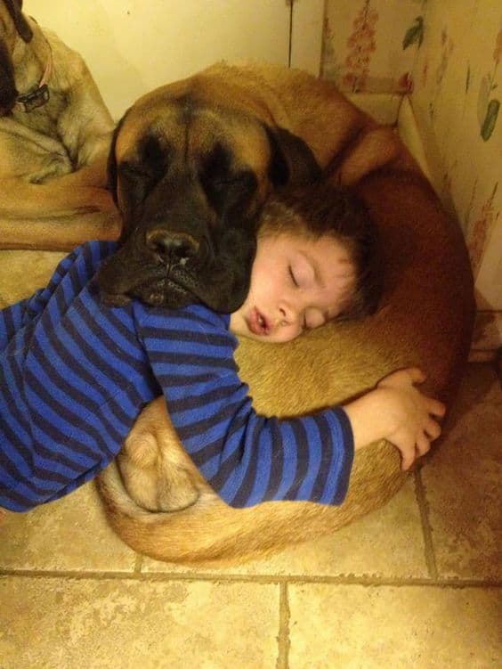 a boy sleeps in the arms of a pit bull