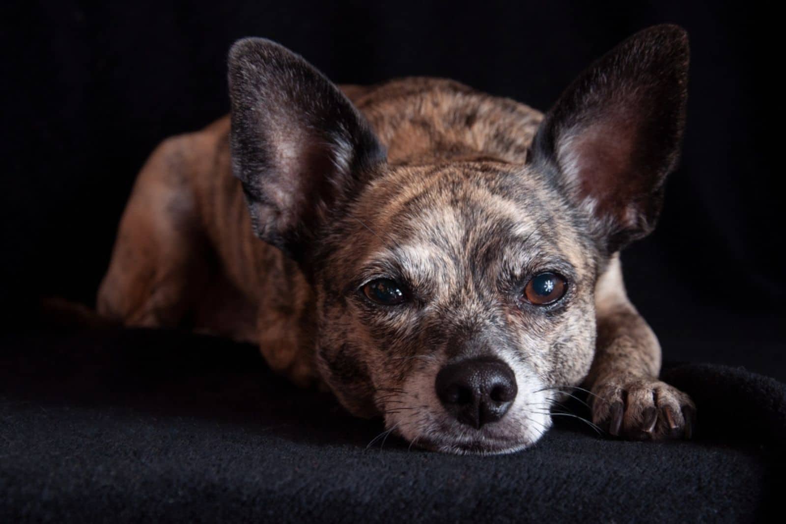 A brindle dog stares into the camera