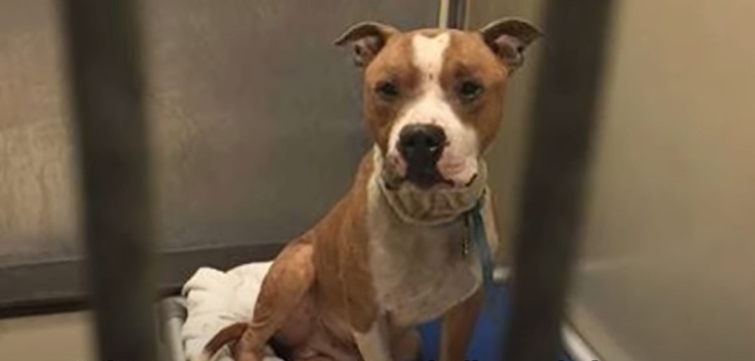 a brown pittie in a cage is sitting and looking at the camera