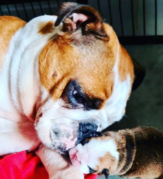 a bulldog looks after his puppy