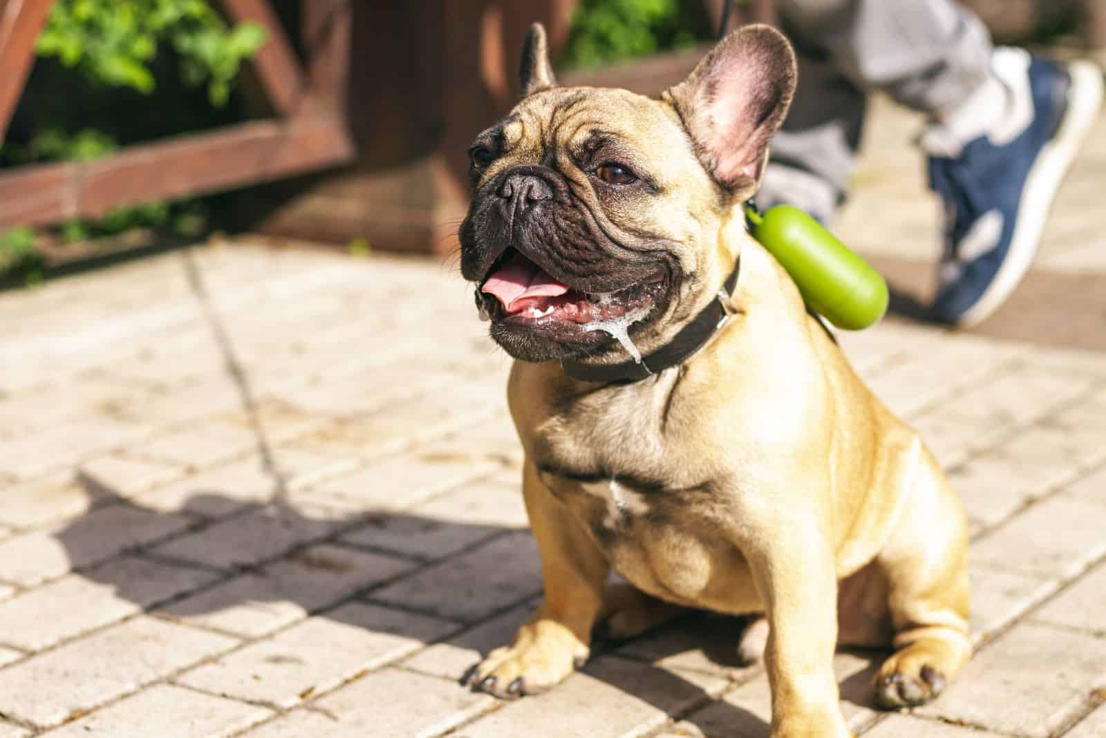 a bulldog sits on the sidewalk and drools