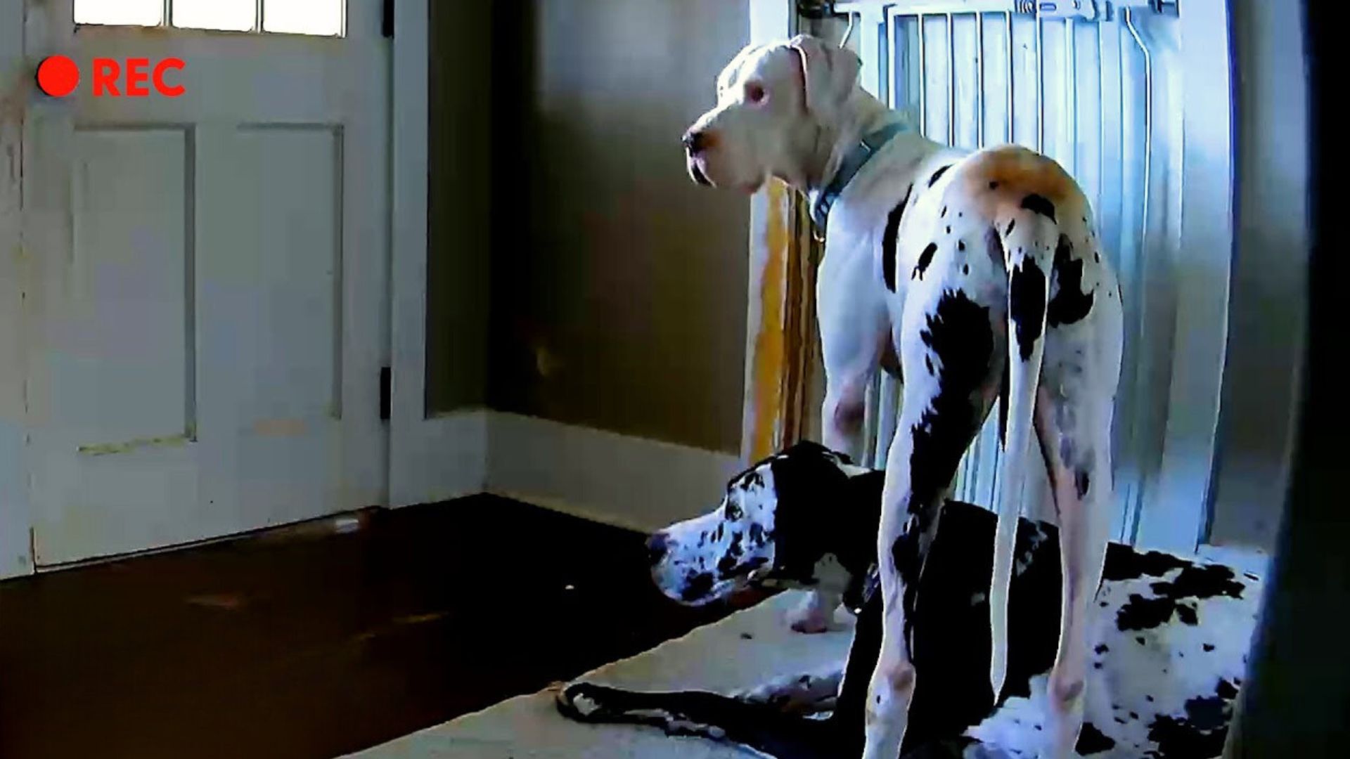 A Caring Dog Helps His Foster Sibling With Separation Anxiety In The Most Heartwarming Way